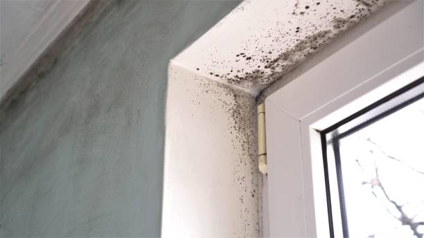 Best Mold Removal and Inspection  in Junction, TX