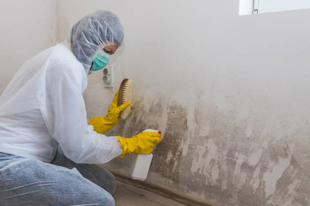 Best Mold Testing  in Junction, TX