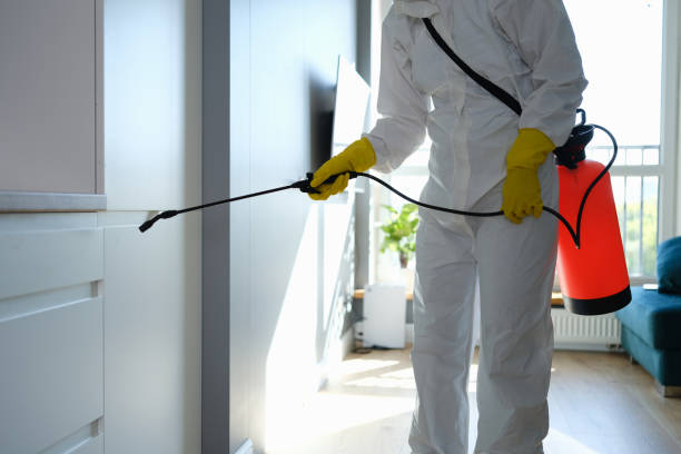Best Black Mold Removal  in Junction, TX