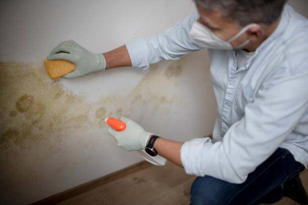 Best Crawl Space Mold Removal  in Junction, TX