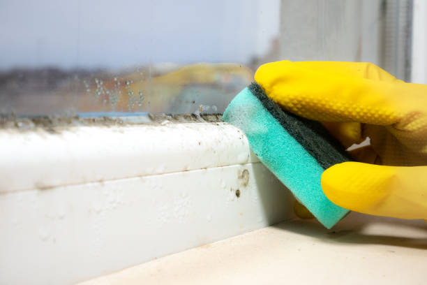 Mold Removal and Inspection in Junction, TX