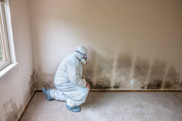 Best Fast Mold Removal  in Junction, TX