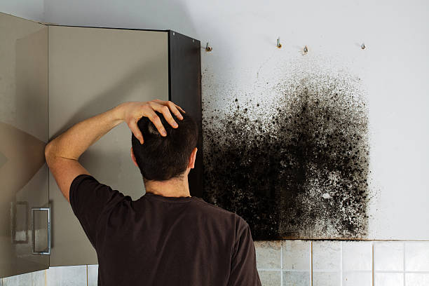 Best Professional Mold Removal  in Junction, TX