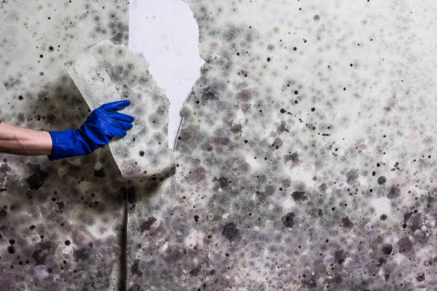 Best Commercial Mold Removal  in Junction, TX