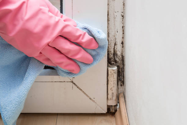 Best Mold Inspection  in Junction, TX